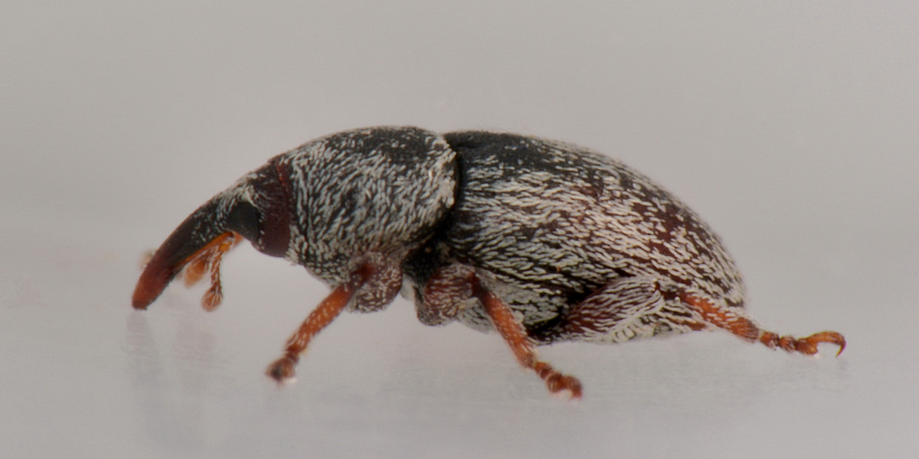 Curculionidae: Tychius stephensi, maschio